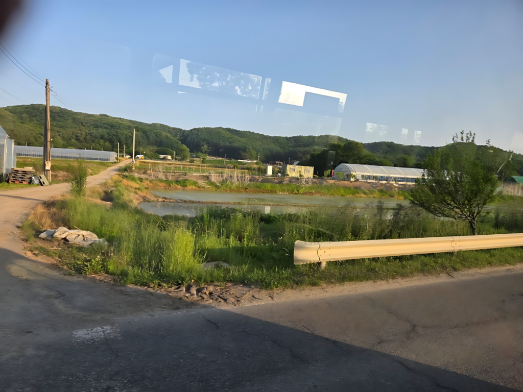 파주벽초지 당일코스 가는 길 차창 밖으로 보인 모내기철 농촌 논 풍경