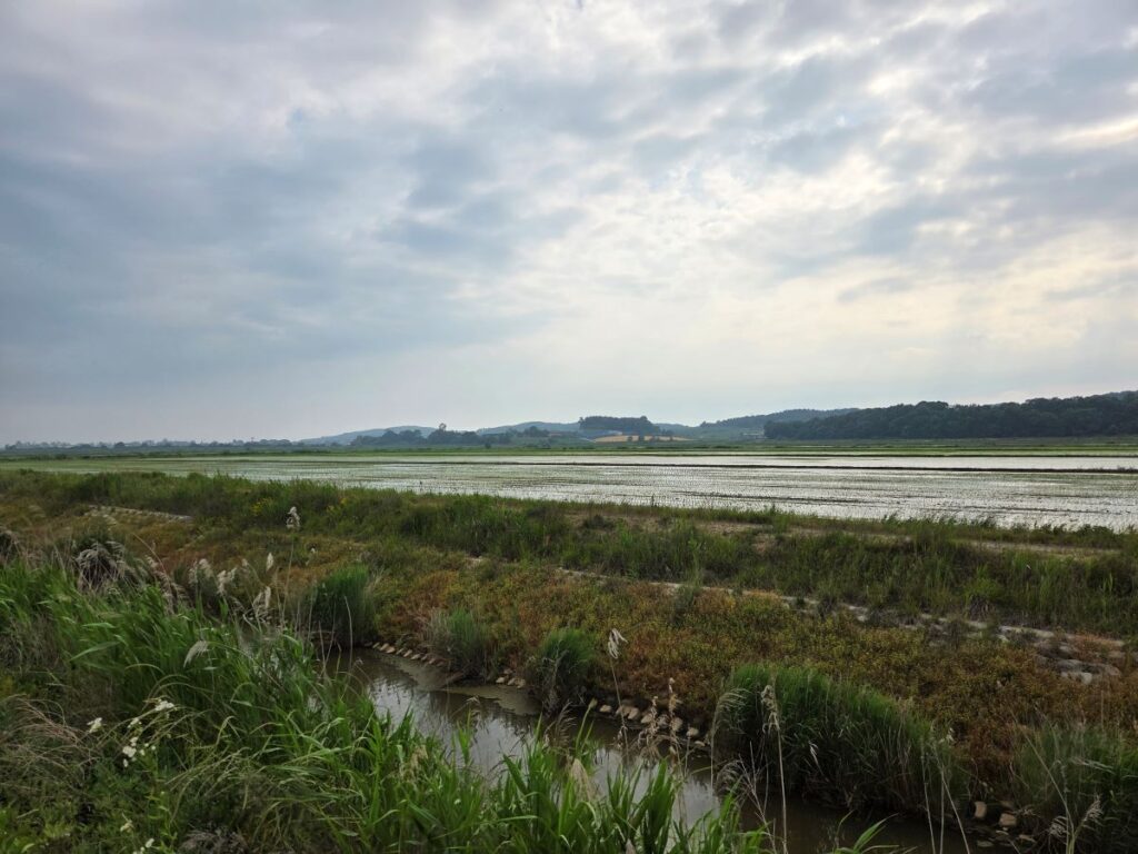 태안 간척지 물이 찬 논과 모내기 줄, 수로 주변 풀이 함께 보이는 농촌 풍경 사진