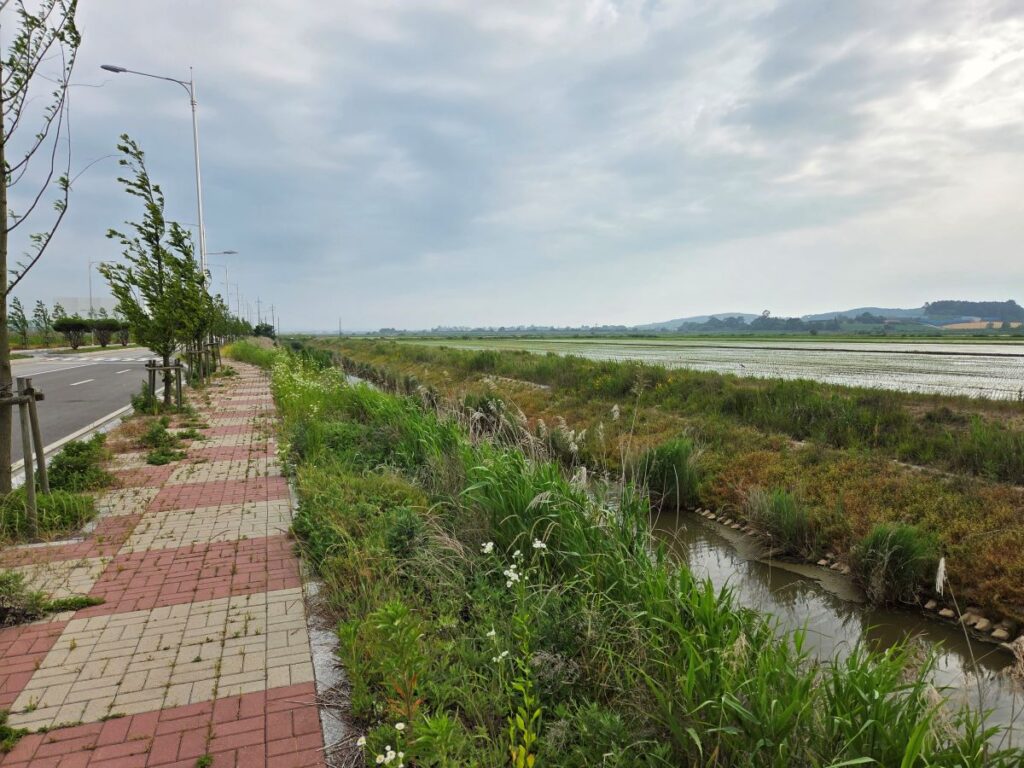 태안 간척지 도로 옆 보도와 수로, 갈대, 물이 찬 논이 함께 보이는 답사 사진