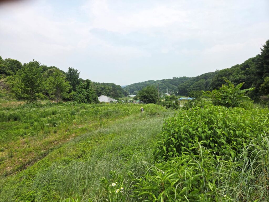 산 위에서 바라본 예산군 옹안리 귀촌 후보지 현장 전경과 주변 농촌 풍경