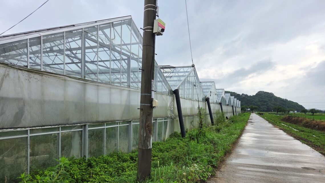 익산 웅포면 입점리에서 미꾸라지 양식 시설 활용을 검토한 온실하우스 22동이 농로를 따라 이어진 전경