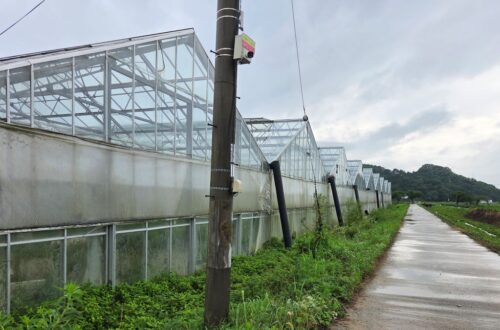 익산 웅포면 입점리에서 미꾸라지 양식 시설 활용을 검토한 온실하우스 22동이 농로를 따라 이어진 전경