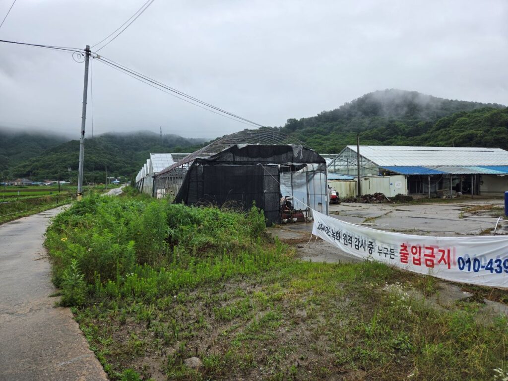 익산 온실하우스 22동 중간 지점에서 확인한 온실 골조와 잡초가 자란 관리 상태